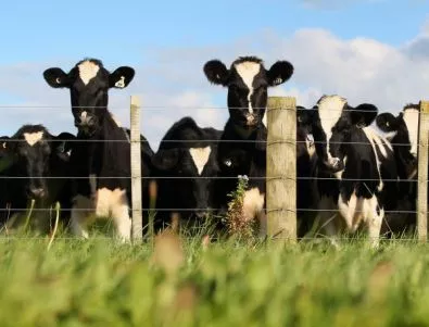 3,6 хил. от общо 38 хил. ферми отговарят на хигиенните изисквания на ЕК за млякото