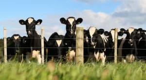 От днес приемат заявления за извънредна субсидия за производителите на животински продукти