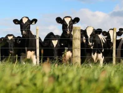 ДФ „Земеделие“ нареди над 11 млн. лева на животновъди за извънредна помощ