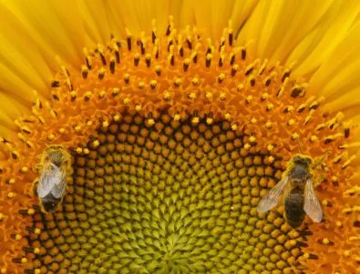 Пчелите се пристрастяват към пестицидите