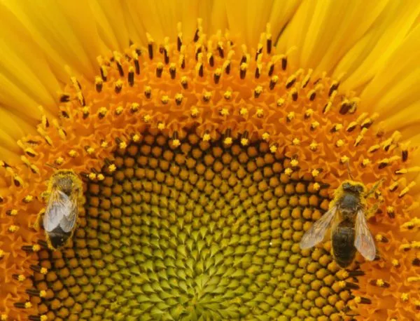 Пчелите се пристрастяват към пестицидите