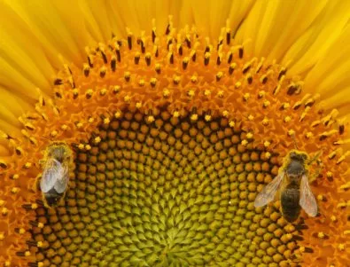 Пчелари се оплакват от масово унищожаване на пчелите заради ползване на пестициди