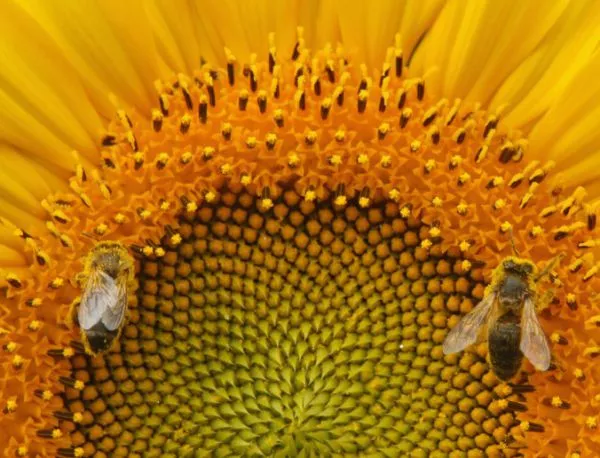 Пчелите измират заради намаляването на биоразнообразието