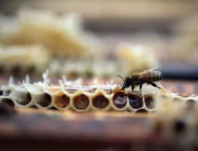 Повечето пчеларски организации ще се обединят