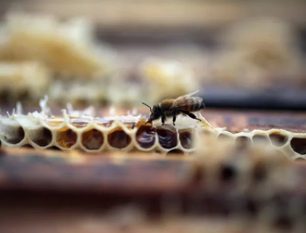 Доклад от 2013 година: Застрашена е пчелната популация в България