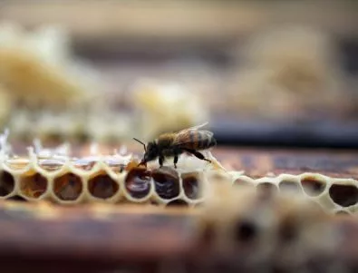 Пчелни кошери по европейски програми нямат право да се местят