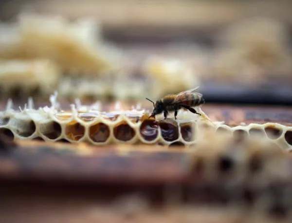 Пчеларите от видинския регион ще участват в националния протест на 10 юни