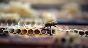 Експерти: В България разрешиха убиващи пчелите пестициди по непрозрачен начин