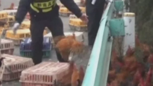 1000 пилета намериха свободата си след катастрофа