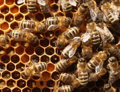 Рояк пчели вдигна на крак пожарната в Благоевград