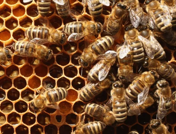 Пчеларите в Търговищко очакват лоша година