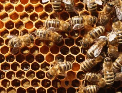 SOS: Пчелите загиват