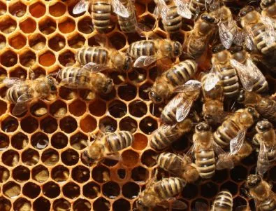 САЩ взимат мерки срещу изчезването на пчелите