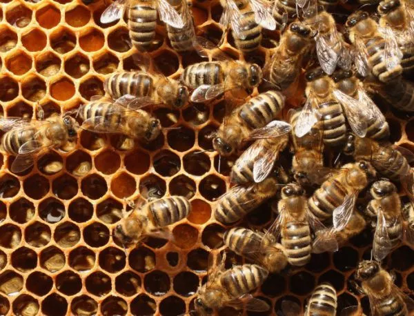 Пчеларите се събират на среща в Плевен