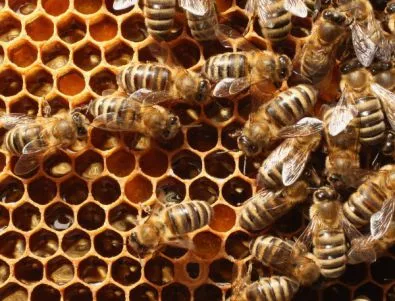 Неправомерни пръскания убиват пчелите във Врачанско