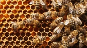Пчеларство е имало още през каменната ера