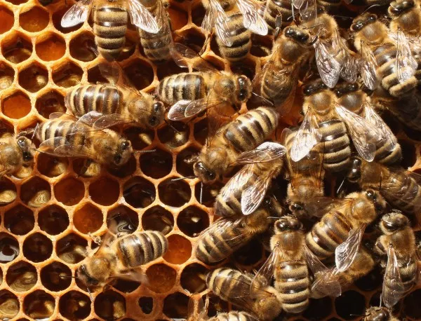 57 позволени в ЕС пестициди убиват пчелите