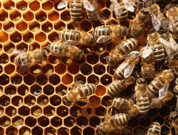 МЗХ предприема нови мерки за защита на пчелините