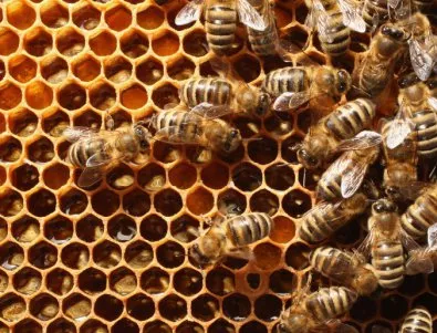 Заради нодуларния дерматит в Димитровградско измряха пчелни семейства