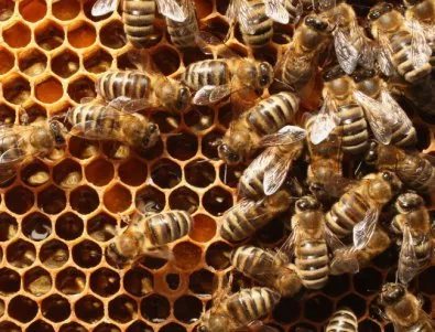 Властите разрешили използване на убиващи пчелите пестициди заради съмнителен доклад