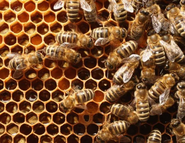 Екозащитници алармират, че БАБХ е позволила употребата на отровни за пчелите пестициди