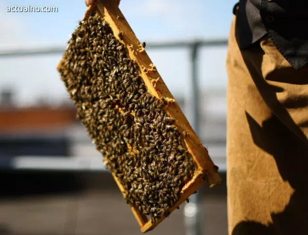 Отпускат 4,4 млн. лв. годишно за пчелите 