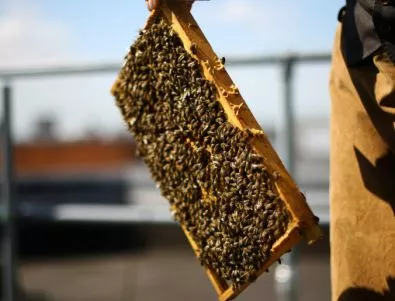 Ниска смъртност при пчелите отчитат в Смолянска област след зимния сезон