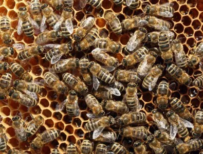 Проверяват причините за масов мор на пчели в силистренско село 