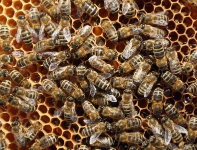 Британското правителство препоръча пет прости начина за спасяване на пчелите