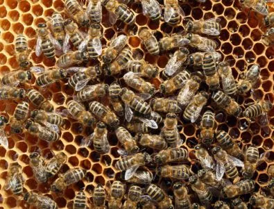 Искат субсидия за всяко пчелно семейство