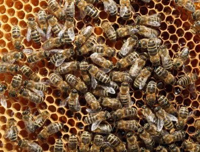 Дългите студове у нас могат да навредят на пчелите