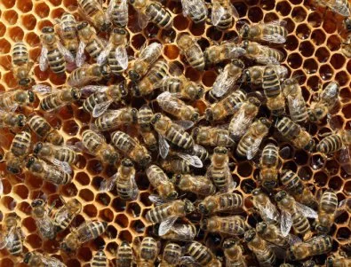 Започва подписването на договори за пчелни кошери по Националната програма по пчеларство 