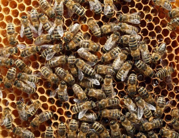 Пчелари: Много е вероятно смъртността при пчелните семейства в България да надхвърли 50%