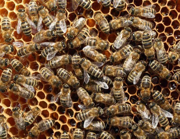 Пчели парализираха движението в центъра на Лондон (ВИДЕО)
