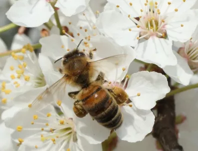 ООН: Намаляването на пчелите застрашава изхранването на света