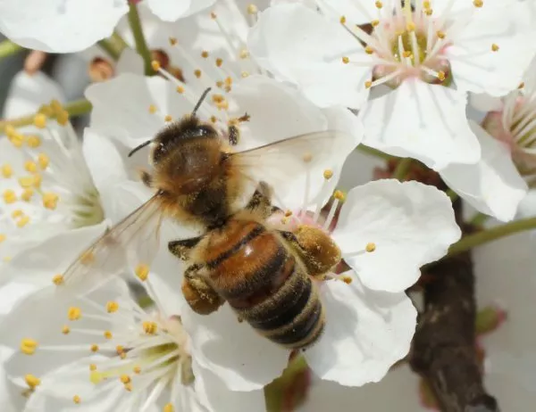 Пчеларите готвят протест срещу разрешението за използване на пестициди