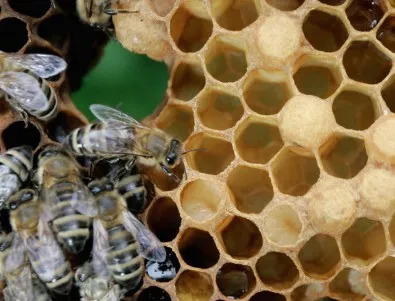 Градски пчели строят кошерите си с пластмаса и найлон