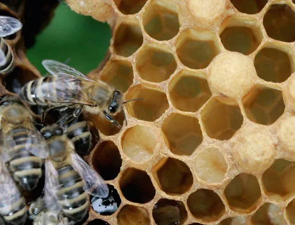 Все повече хора се занимават с пчеларство в Пловдивско 