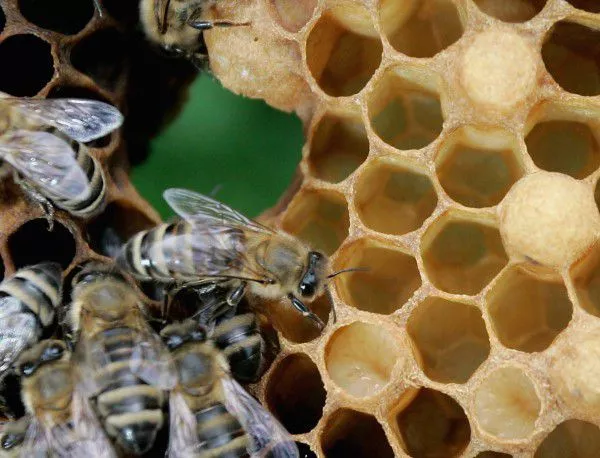 Нерегламентираните пръскания с препарати са сериозен проблем за всички пчелари