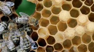 Масово измиране на пчелите в Димитровградско