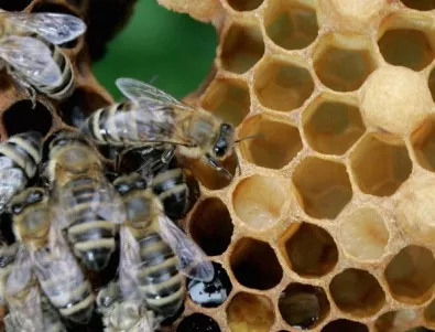 През 2017 г. е отчетена 100% смъртност на пчелите в някои части на България