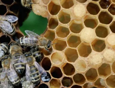 Държавата ще обезщети стопаните на отровените пчели