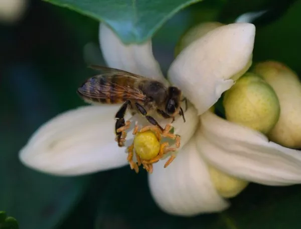 Телескопичните умения на пчелите