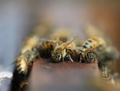 Бургаските производители на мед няма да се включат в националния протест