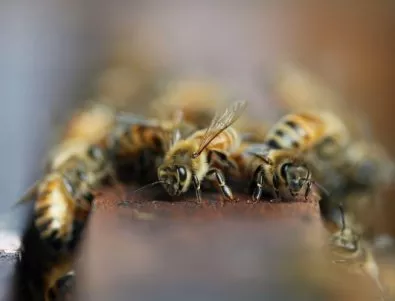 Студът обърка пчелите, реколтата от мед под въпрос