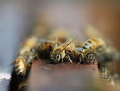 В Добруджанско пчелите измират масово