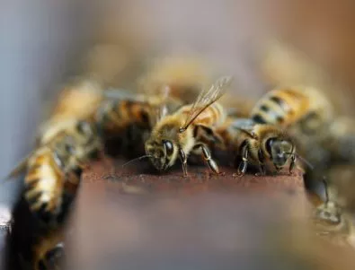 Смъртността при пчелите у нас достига 60%