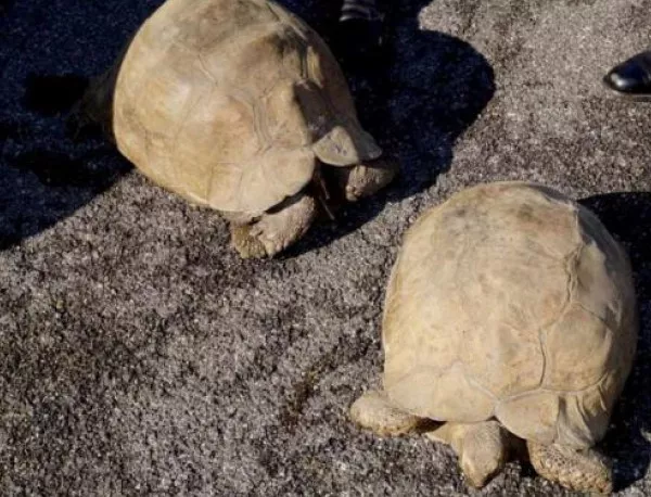 120 костенурки са конфискувани и настанени в спасителен център