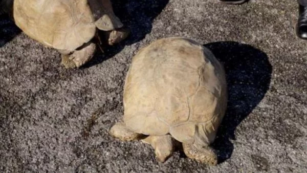 Конфискуваха  20 сухоземни костенурки от частен дом в Сливен