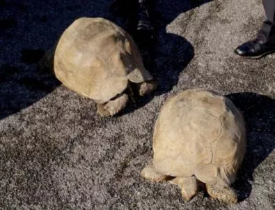Конфискуваха 312 сухоземни костенурки от частен имот в Старозагорско